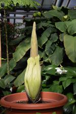 Titanenwurz (Amorphophallus titanum) © N. Köster, Botanischer Garten und Botanisches Museum Berlin Titanenwurz (Amorphophallus titanum) © N. Köster, Botanischer Garten und Botanisches Museum Berlin