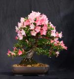 Bonsaiausstellung des Bonsaiclub-Berlin im Botanischen Garten Berlin. Foto: Bonsaiclub-Berlin Bonsaiausstellung des Bonsaiclub-Berlin im Botanischen Garten Berlin. Foto: Bonsaiclub-Berlin