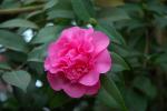 Camellia japonica ‚Scentsation‘ - Kamelie Camellia japonica ‚Scentsation‘ - Kamelie