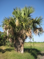 Die in El Salvador heimische Palme Sabal mexicana ist von Mexiko bis Nicaragua verbreitet. Sie ist eine der acht in El Salvador heimischen Palmenarten. Ihre Wedel werden zum Dachflechten verwendet. Foto: Anne Kathrina Gruber Die in El Salvador heimische Palme Sabal mexicana ist von Mexiko bis Nicaragua verbreitet. Sie ist eine der acht in El Salvador heimischen Palmenarten. Ihre Wedel werden zum Dachflechten verwendet. Foto: Anne Kathrina Gruber