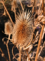 Weberkarde (Dipsacus sativus). Foto: I. Haas / Botanischer Garten und Botanisches Museum Berlin Weberkarde (Dipsacus sativus). Foto: I. Haas / Botanischer Garten und Botanisches Museum Berlin