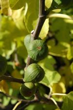 Ficus carica - Echter Feigenbaum Ficus carica - Echter Feigenbaum