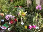Orchideenausstellung