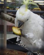 Vogelausstellung im Botanischen Garten Berlin © I. Haas / Botanischer Garten und Botanisches Museum Berlin Vogelausstellung im Botanischen Garten Berlin © I. Haas / Botanischer Garten und Botanisches Museum Berlin