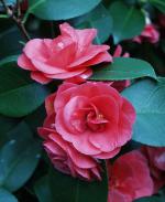 Camellia japonica - Lady Campbell Camellia japonica - Lady Campbell