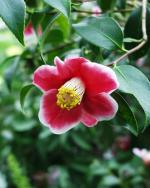 Camellia japonica - Tama-no-ura Camellia japonica - Tama-no-ura