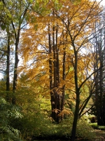 Japanischer Katsurabaum - Cercidiphyllum japonicum Japanischer Katsurabaum - Cercidiphyllum japonicum