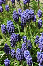Weinbergs-Traubenhyazinthe - Muscari neglectum Weinbergs-Traubenhyazinthe - Muscari neglectum