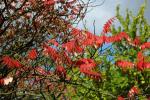 Essigbaum - Rhus typhina Essigbaum - Rhus typhina