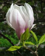 Magnolia soulangiana, Foto: I. Haas, Botanischer Garten und Botanisches Museum Berlin-Dahlem Magnolia soulangiana, Foto: I. Haas, Botanischer Garten und Botanisches Museum Berlin-Dahlem