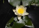 Die neubeschriebene Seerosenart Nymphaea loriana ist im Norden Kanadas heimisch. Aufnahme am Egg Lake, Saskatchewan © T. Borsch and C.B. Hellquist Die neubeschriebene Seerosenart Nymphaea loriana ist im Norden Kanadas heimisch. Aufnahme am Egg Lake, Saskatchewan © T. Borsch and C.B. Hellquist