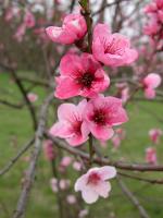 Pfirsich (Prunus persica), Foto: I. Haas, Botanischer Garten und Botanisches Museum Berlin-Dahlem Pfirsich (Prunus persica), Foto: I. Haas, Botanischer Garten und Botanisches Museum Berlin-Dahlem