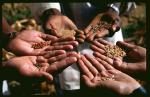 Save Our Seeds - Gentechnikfreies Saatgut - Vortrag von Benny Haerlin © Zukunftsstiftung Landwirtschaft Save Our Seeds - Gentechnikfreies Saatgut - Vortrag von Benny Haerlin © Zukunftsstiftung Landwirtschaft