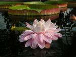 Victoria amazonica - Riesen-Seerose