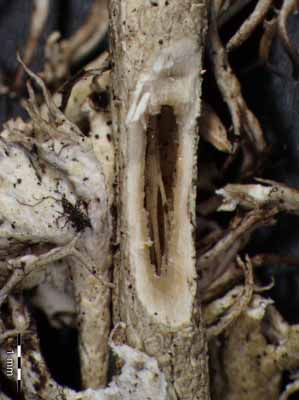 [Cladonia crinita]