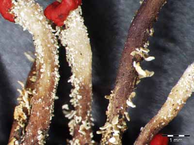 [Cladonia cartilaginea]