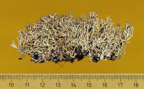 [Cladonia fleigiae]