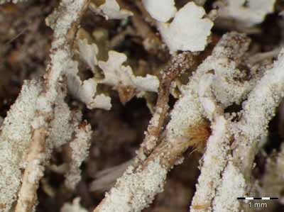 [Cladonia ochrochlora]