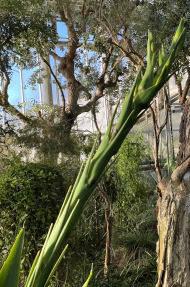 Doryanthes palmeri