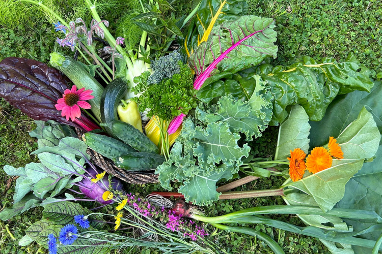 Gurken, Mangold, Kohl und Färberpflanzen auf der Wiese