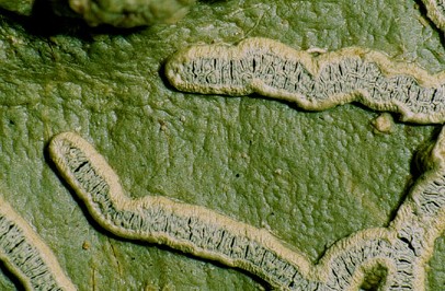 [Sarcographa heteroclita]