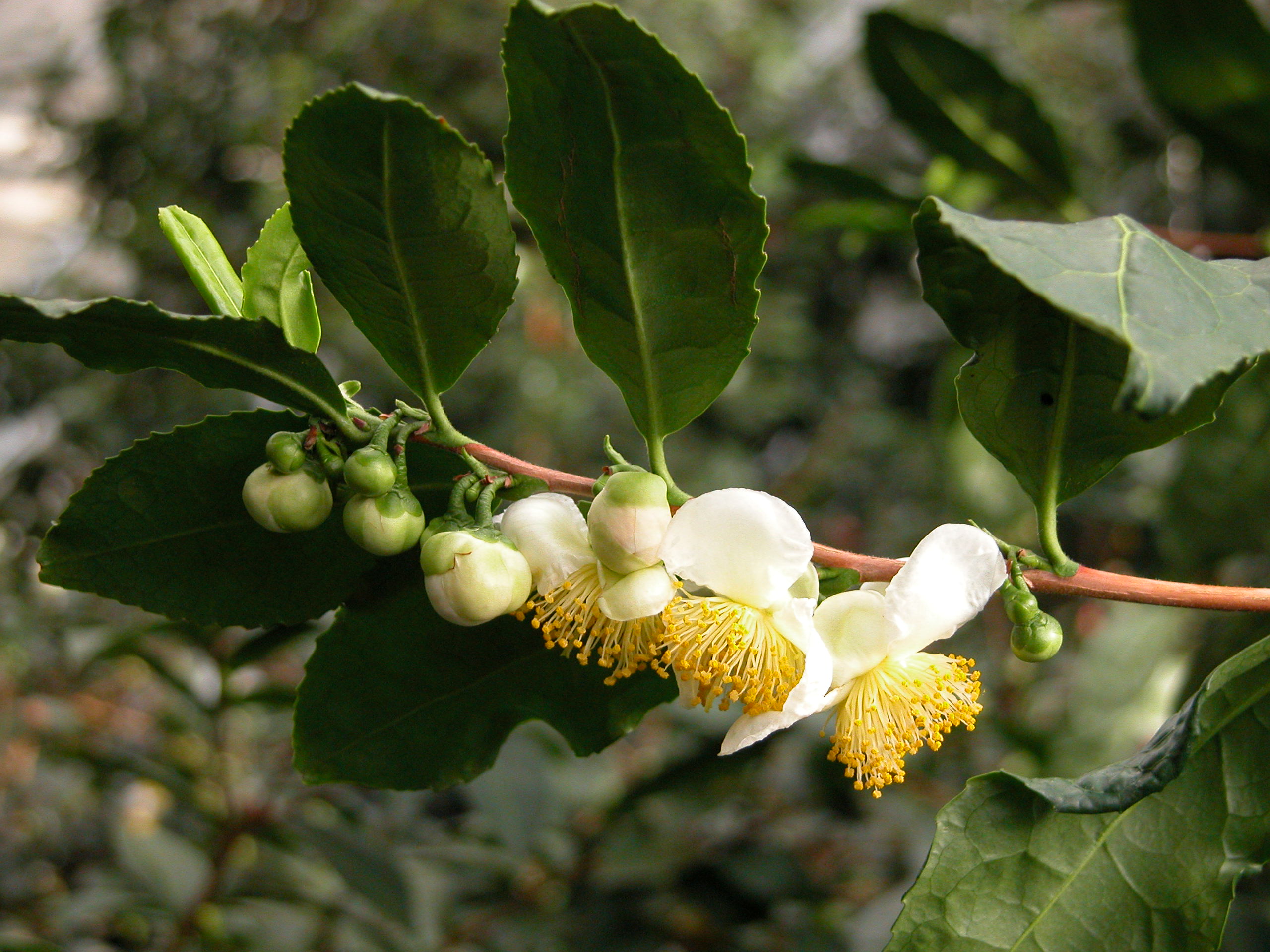 Teestrauch - Camellia sinensis