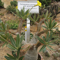 Pachypodium rosulatum var gracilius
