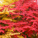 Herbstfärbung der Persischen Parrotie