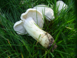 Mairitterling (Calocybe gambosa) .JPG