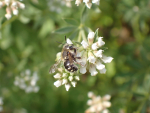 Punktierte Wollbiene (Anthidium punctatum) Foto: R.Lücking