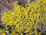 Gewöhnliche Leuchterflechte (Candelaria concolor) Gewöhnliche Leuchterflechte (Candelaria concolor)