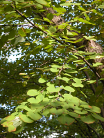 Japanischer Katsurabaum - Cercidiphyllum japonicum Kuchenbaum (Cercidiphyllum japanicum)