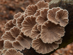 schizophyllum commune schizophyllum commune