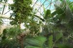 Gewächshaus der Tropischen Nutzpflanzen, Innenansicht