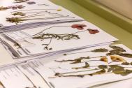 Belege im Herbarium