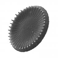 Stephanodiscus hantzschii Stephanodiscus hantzschii