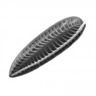 Surirella spec. Surirella spec.
