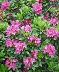 Rostblättrige Alpenrose - Rhododendron ferrugineum