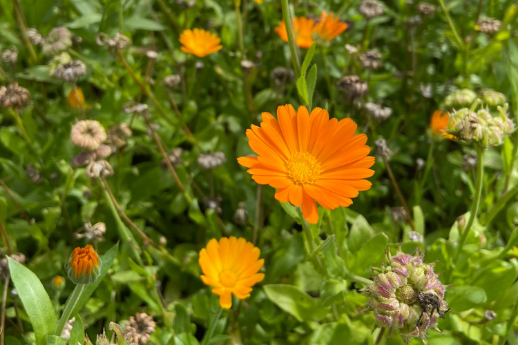 Ringelblumen