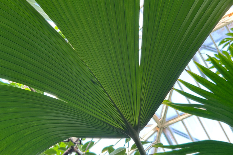 Panamahut-Palme