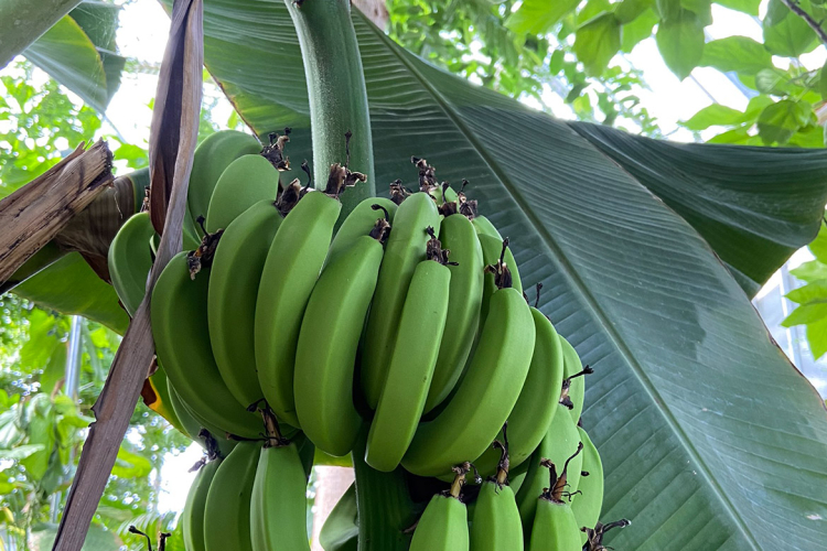 Bananenstaude