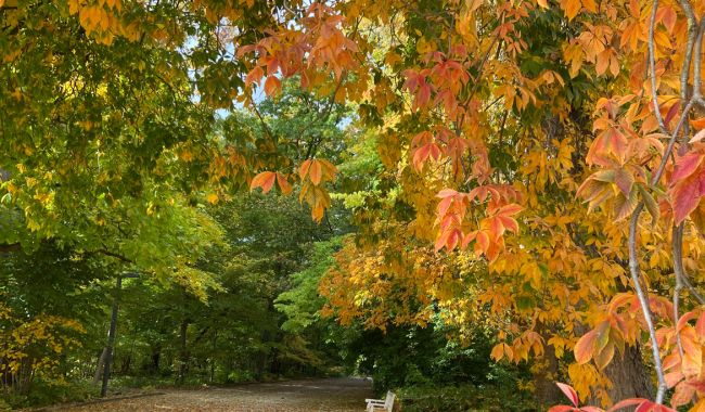 <p>Herbstlicher Botanischer Garten</p>