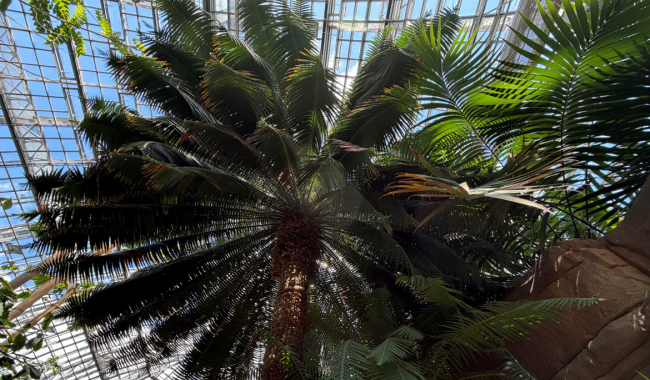 <p>Palmfarn</p>