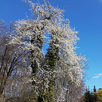 Vogel-Kirsche (Prunus avium)