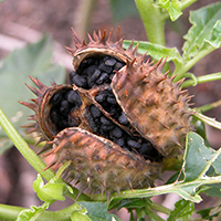 Weißer Stechapfel (Datura stramonium)