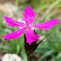 Kartäuser-Nelke (Dianthus carthusianorum)