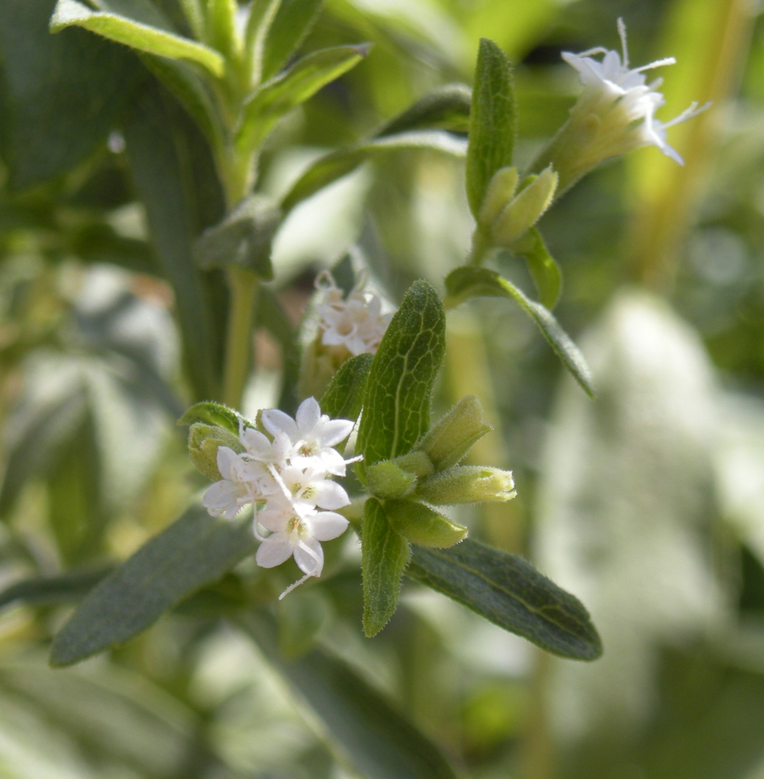 <p>Blühende Stevia rebaudiana</p>