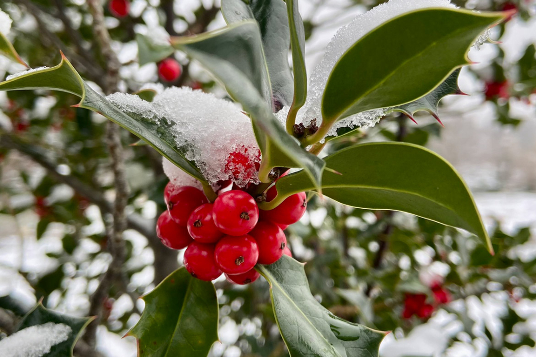 <p>Winterliches Grün</p>