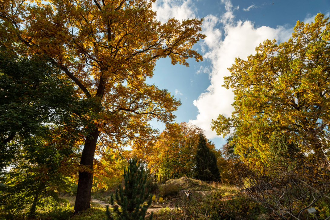 <p>Herbstlicher Botanischer Garten</p>