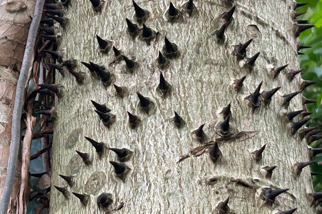 <p>Hura crepitans, stacheliger Stamm</p>